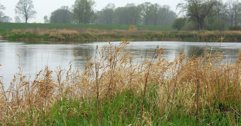 zdjęcie: Zwłoki obywatelki Ukrainy znaleziono w zaroślach; kobieta była poszukiwana / pixabay/3328495