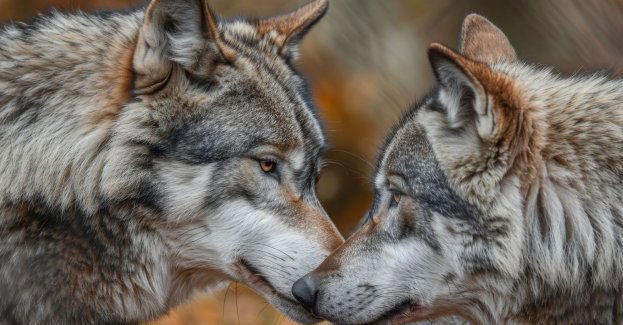 Wilk nie chciał porzucić swojej chorej partnerki; wracał do miejsca, gdzie leżała