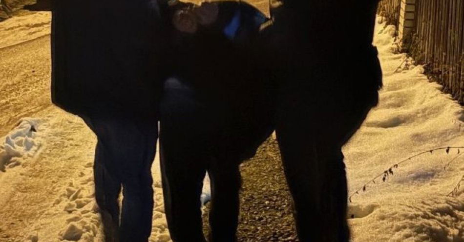 zdjęcie: Bracia z Nowego Targu aresztowani po brutalnym rozboju / fot. KMP w Nowym Targu