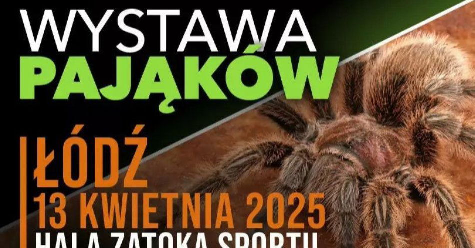 zdjęcie: Wystawa pająków - ZooEgzotyka / kupbilecik24.pl / Wystawa pająków - ZooEgzotyka