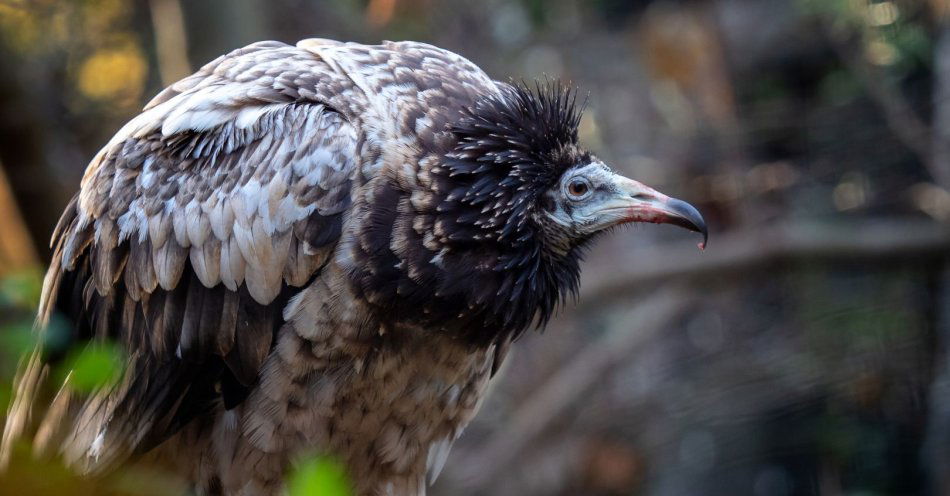 zdjęcie: Nowi skrzydlaci lokatorzy gdańskiego ogrodu zoologicznego / v20450523