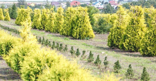 Rozpoczęły się pierwsze wiosenne nasadzenia