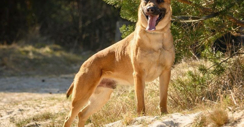 zdjęcie: Scooby nowy pies służbowy wzmacnia lęborską policję / fot. KPP w Lęborku