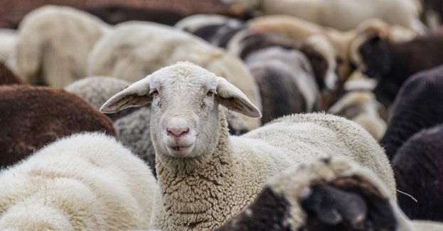 Rozpoczął się wypas owiec przy zamku w Janowcu nad Wisłą