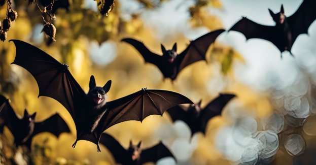 Suwałki terenem zagrożonym wystąpieniem wścieklizny u zwierząt