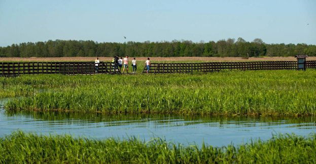 Turyści znowu mogą w pełni korzystać z kładki w Narwiańskim Parku Narodowym