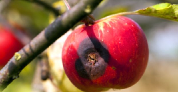 Rośliny też chorują na raka - zagrożenie dla upraw i ogrodów