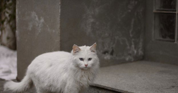 Policja apeluje o zadbanie zimą o zwierzęta przebywające na dworze