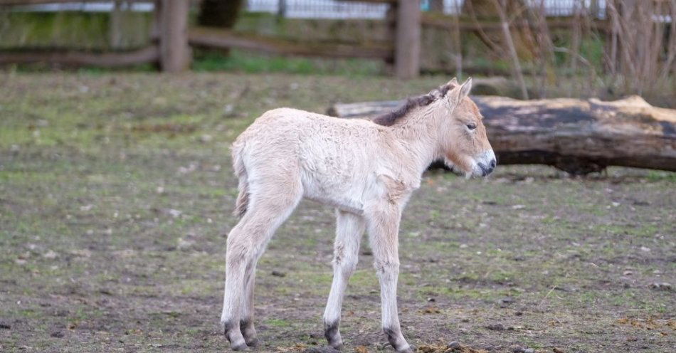 zdjęcie: źrebak konia Przewalskiego otrzymał imię Rohan / fot. PAP