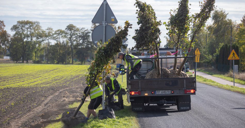 zdjęcie: Zielone aleje wzdłuż dróg wojewódzkich / Fot. Mikołaj Kuras dla UMWKP