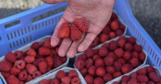Polska wystąpi do UE o objęcie zakazem importu z Ukrainy mrożonych malin i truskawek