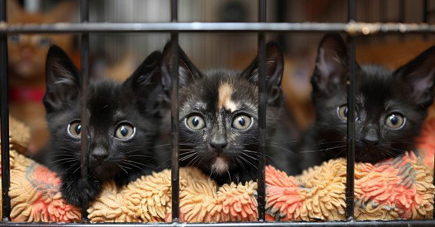 Apel schroniska o pilne adopcje kotów; zwierząt jest więcej niż miejsc