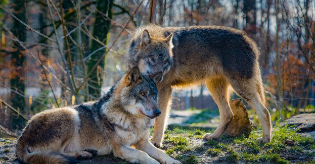 Szykuje się Wilcza Noc pełna atrakcji i ciekawostek
