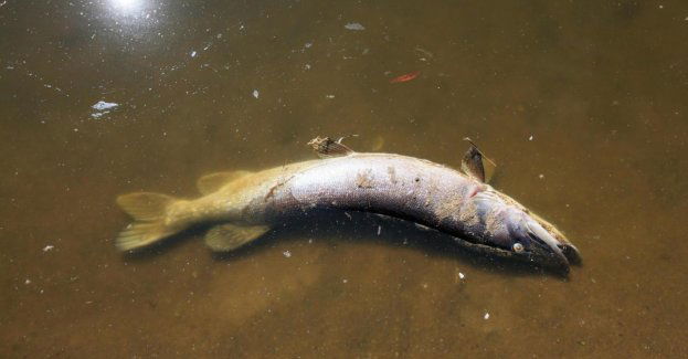 Czeski minister środowiska potwierdza śnięcie ryb w Czechach