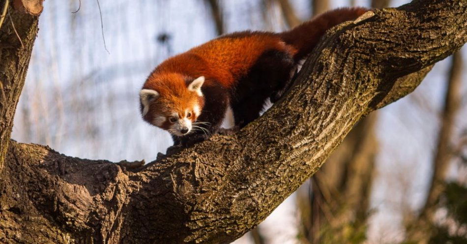 zdjęcie: Zoo planuje rozbudowę - na nadwiślańskiej skarpie ma powstać kompleks 6 nowych pawilonów / fot. PAP