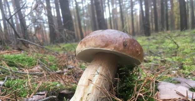 Uważajmy szczególnie na dzieci podczas rodzinnych wycieczek na grzyby