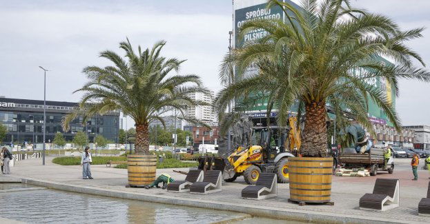 Katowickie palmy wracają na Rynek!