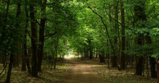 Ekospacery po grudziądzkich lasach