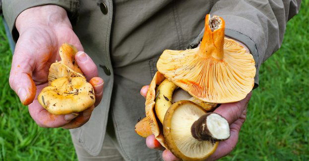 Seniorka zagubiła się podczas grzybobrania, pomogli jej dzielnicowi