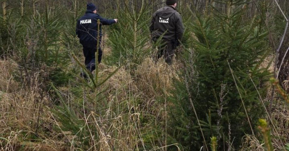 zdjęcie: Policja i Straż Leśna walczą z kradzieżami choinek / fot. KPP w Kołobrzegu