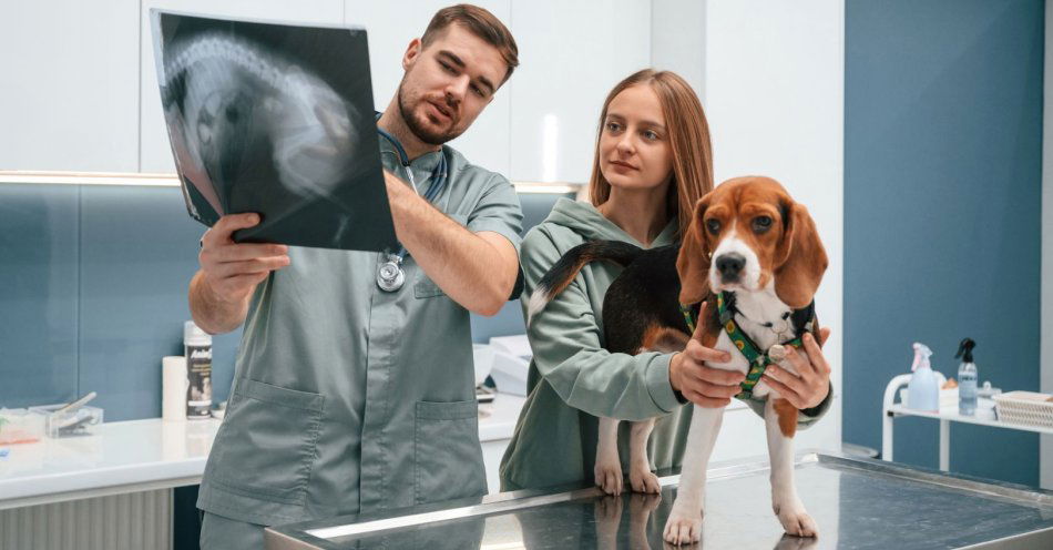 zdjęcie: Całodobowy SOR dla zwierząt powstanie na Uniwersytecie Przyrodniczym / v61038194