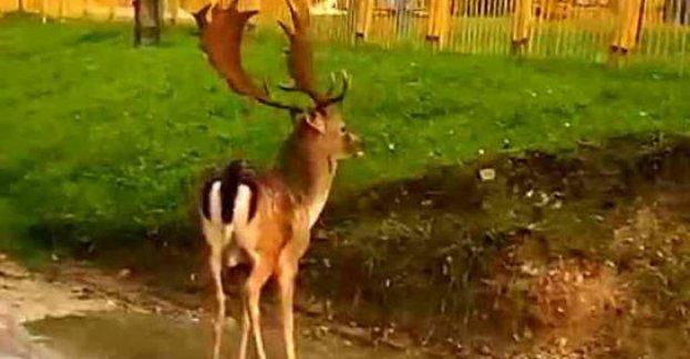 Nietypowa interwencja z danielem