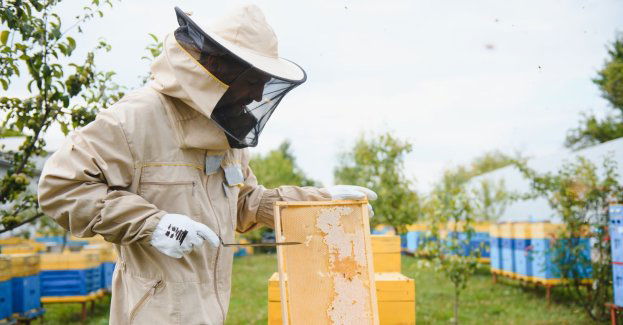 Zmienna pogoda utrudnia życie pszczołom i pszczelarzom