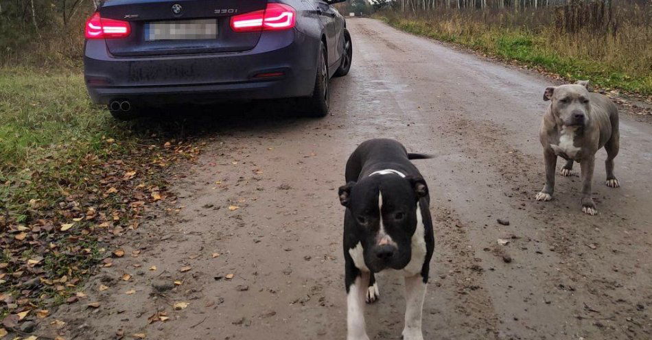 zdjęcie: Policjanci SPEED uratowali dwa psy i zapobiegli wypadkowi / fot. KWP w Bydgoszczy