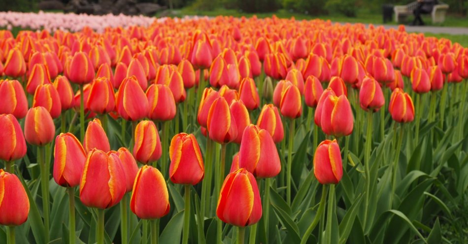 zdjęcie: Wystawa Tulipanów w Ogrodzie Botanicznym w Łodzi / fot. nadesłane