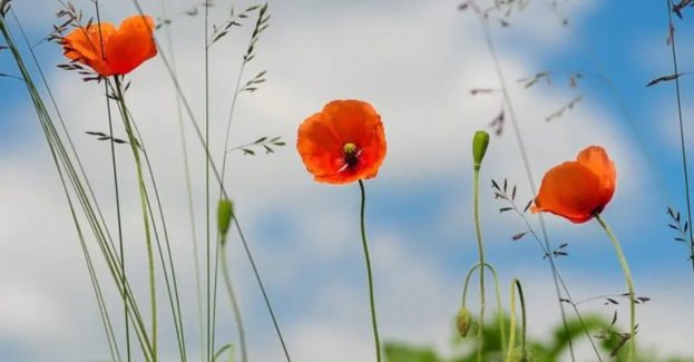 Rozszumiały się wojny płaczące