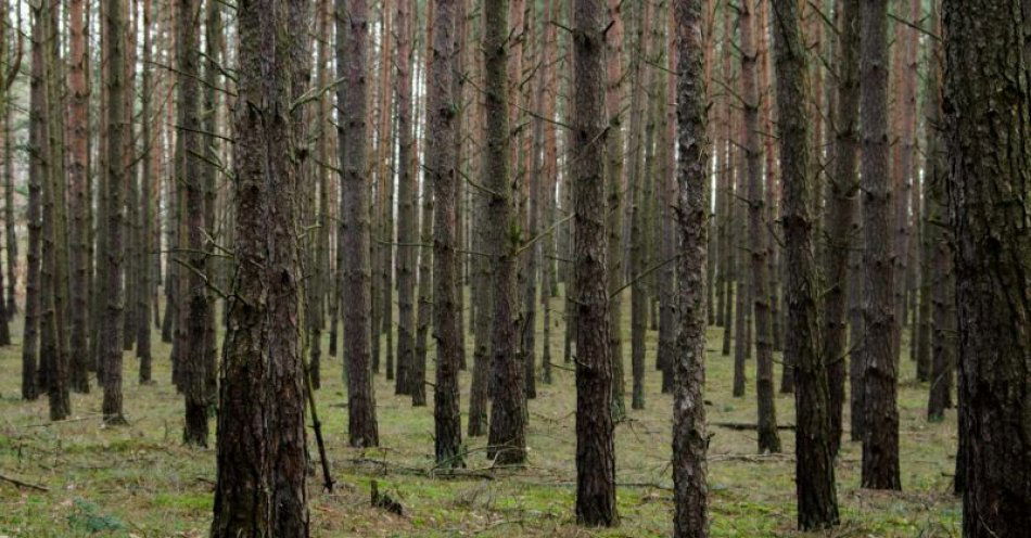 zdjęcie: Ranne zwierzęta / fot. UM Grudziądz