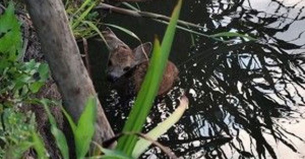 Mundurowi ratują nie tylko ludzi!