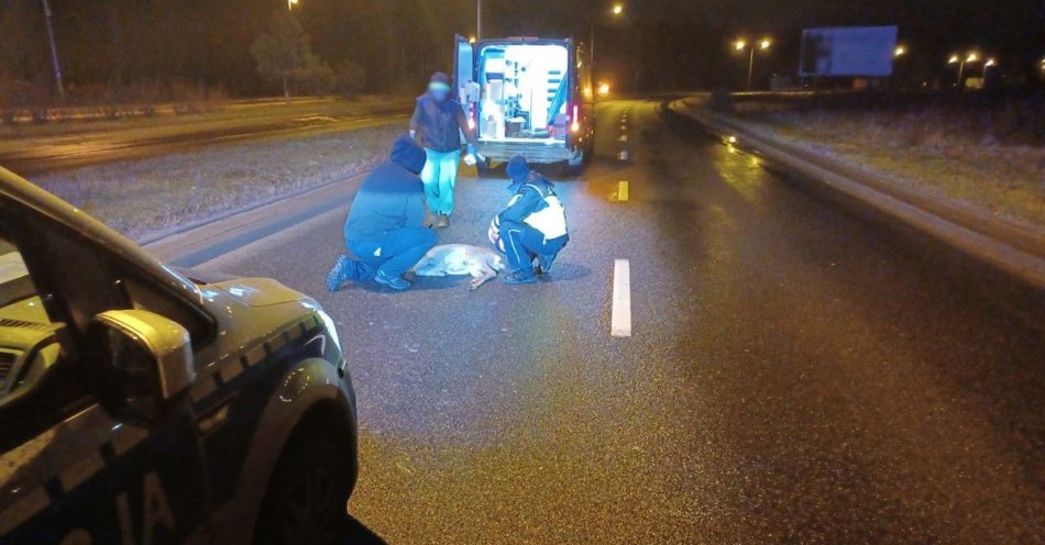 zdjęcie: Policjanci zaopiekowali się ranną sarną / fot. KMP w Olsztynie