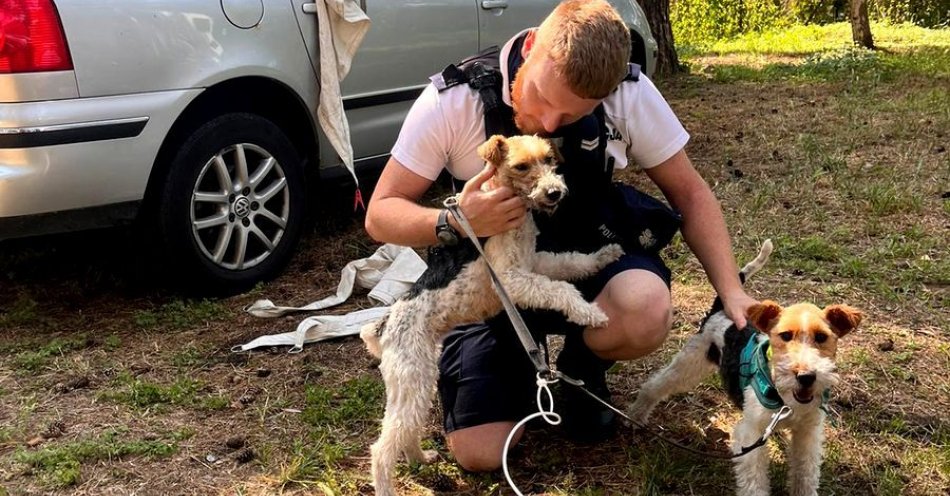 zdjęcie: Dzięki informacji od świadka policjanci wyciągnęli dwa psy z nagrzanego auta / fot. KMP w Sopocie