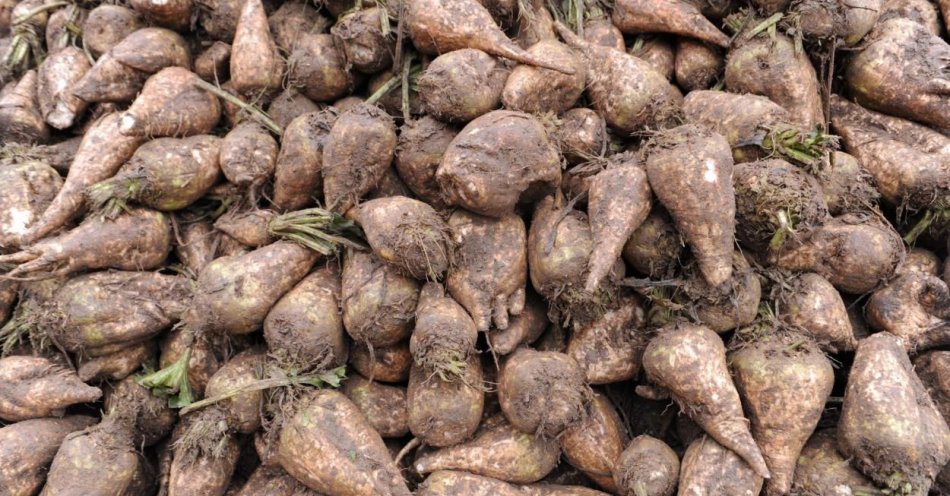 zdjęcie: Ceny warzyw niższe niż przed rokiem, owoce droższe / fot. PAP