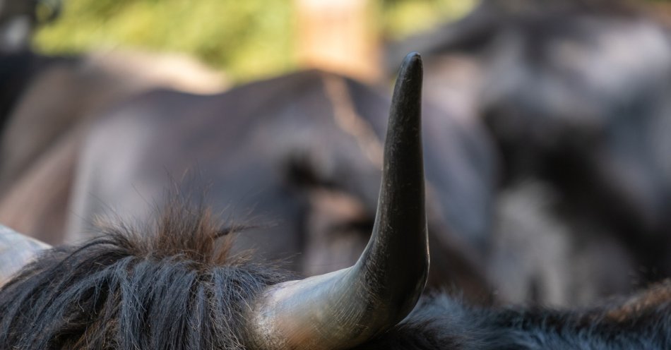 zdjęcie: Nie żyje żubr, którego znaleziono w lesie niedaleko Białej Podlaskiej / pixabay/4432047