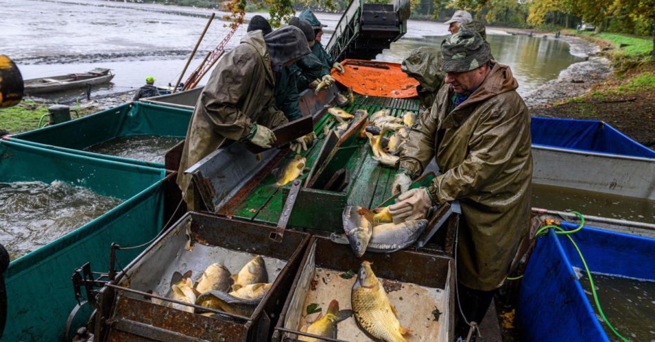 zdjęcie: żywe karpie na święta - tylko u rybaków lub na bazarze / fot. PAP