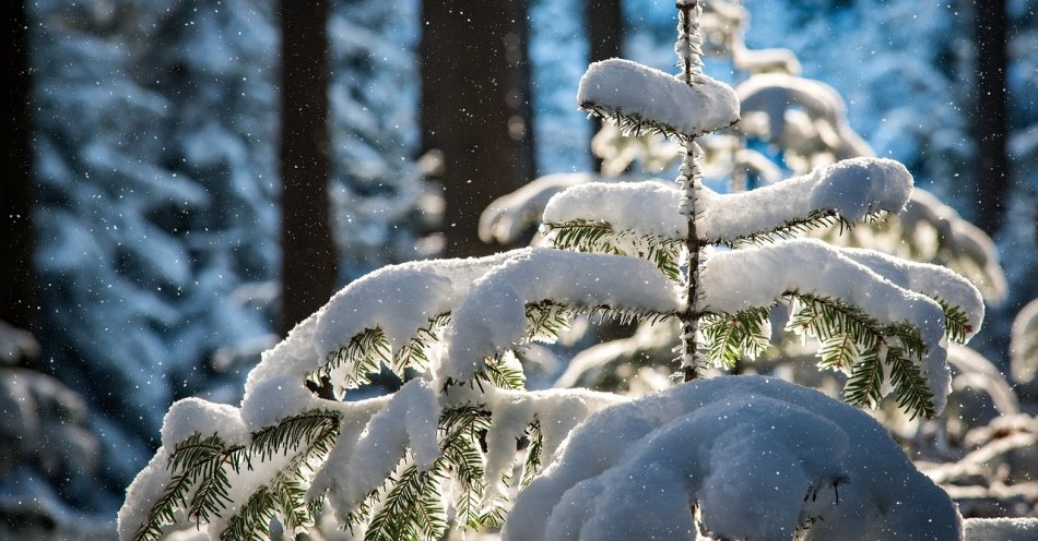 zdjęcie: W ciągu kilkunastu godzin spadło do 10 cm śniegu / pixabay./5909261