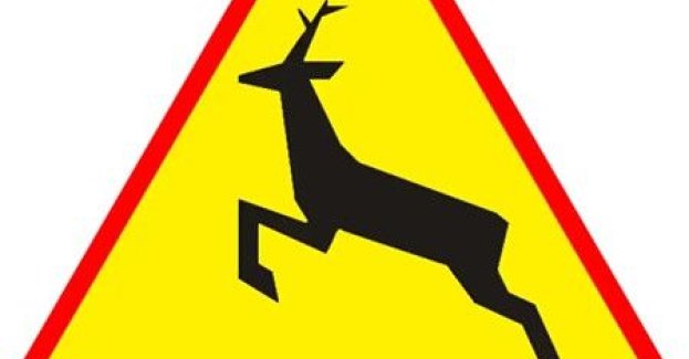 Niebezpieczne spotkania z łosiami na drogach powiatu