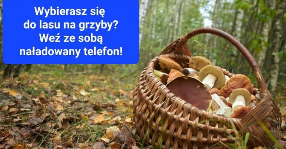 zdjęcie: Wybierasz się do lasu na grzyby? Koniecznie zabierz ze sobą telefon! / fot. KPP w Jaworze