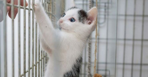 Bezdomne koty, oprócz psów, znajdą opiekę w miejskim schronisku dla zwierząt