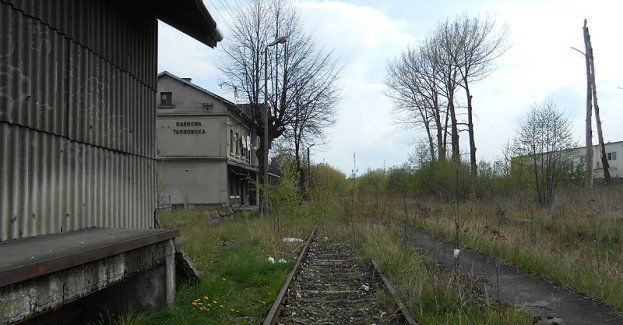 Dębowe korzenie, czyli o Dąbrowie Tarnowskiej
