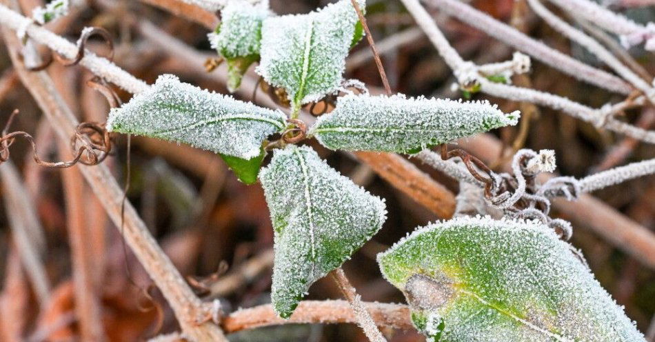 zdjęcie: IMGW ostrzega przed przymrozkami w dziesięciu województwach / Szczecin, 22.11.2025. Poranny przymrozek w Szczecinie, 22 bm. Nad ranem temperatura spadła do -8 stopni Celsjusza. (mb/amb) PAP/Marcin Bielecki