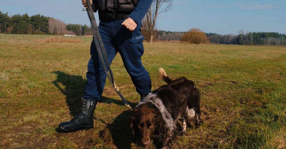 zdjęcie: Raszka– nowy pies w wysokomazowieckiej Policji / fot. KPP Wysokie Mazowieckie