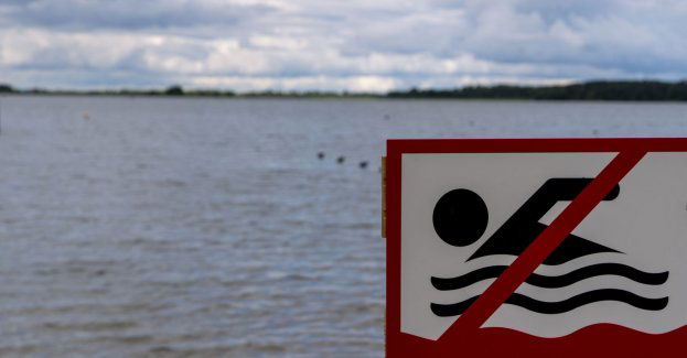 Sinice w jednym jeziorze na Kaszubach