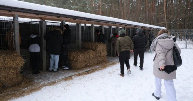 Mec. Topczewska: szykuję zawiadomienie o popełnieniu przestępstwa ws. schroniska w Sobolewie