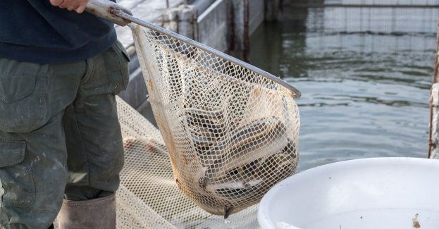 Ponad 17 mln złotych na wsparcie gospodarstw rybackich