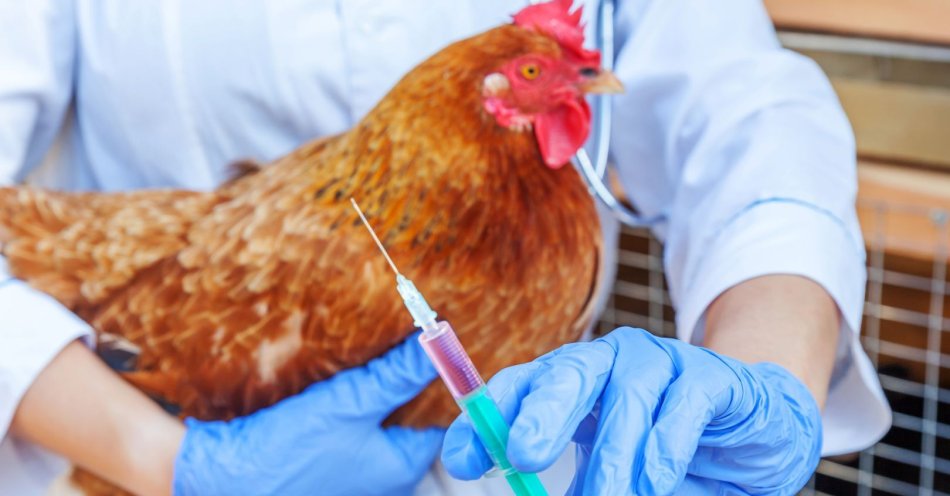 zdjęcie: Ptasia grypa (HPAI) - zagrożenie w Białymstoku / v7461847