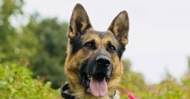 PIER - pies policyjny  po raz kolejny niezawodny. Doprowadził policjantów do rannego mężczyzny