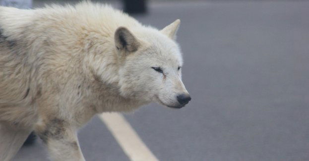 Wilk leczony w Bielsku-Białej został wypuszczony w Puszczy Piskiej